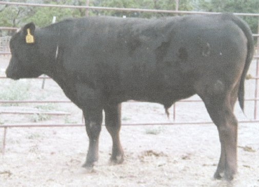 Picture of RSC Fuku-Yasu Jr 2611